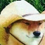 What in Tarnation? logo