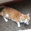 Waffles Davincij15's Cat logo
