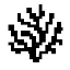 Coral Protocol logo