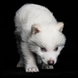 New Ancient DNA Cloned Wolf logo