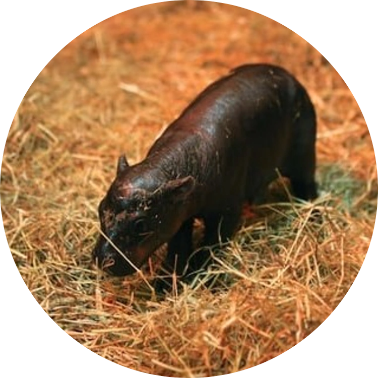 New Born Haggis Pygmy Hippo logo