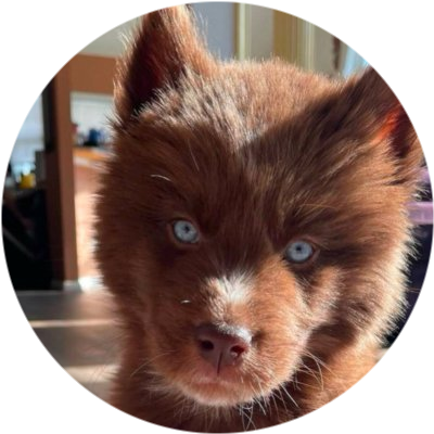 Red Siberian Husky logo