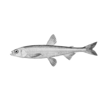 smelt logo