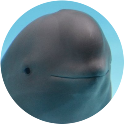 smiling dolphin logo